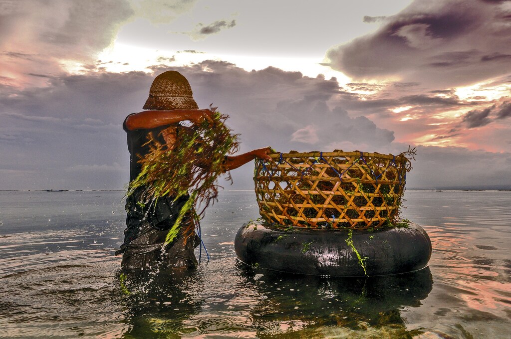 The aquaculture industry is expected to grow to provide more sustainable blue food.