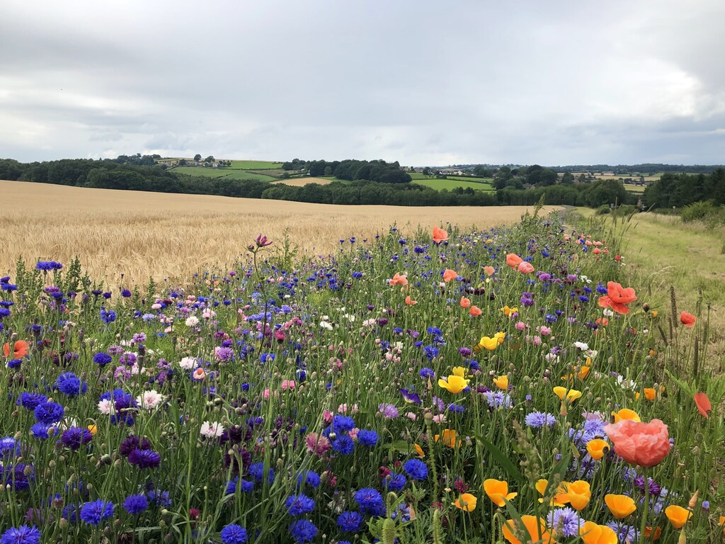 Beautiful wildflowers along the edge of a farmers cornfield