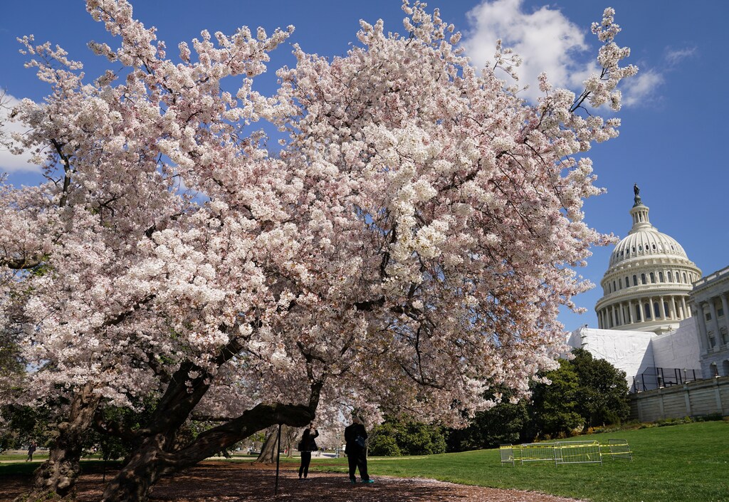 Cherry blossoms in front of the US Capitol in Washington
