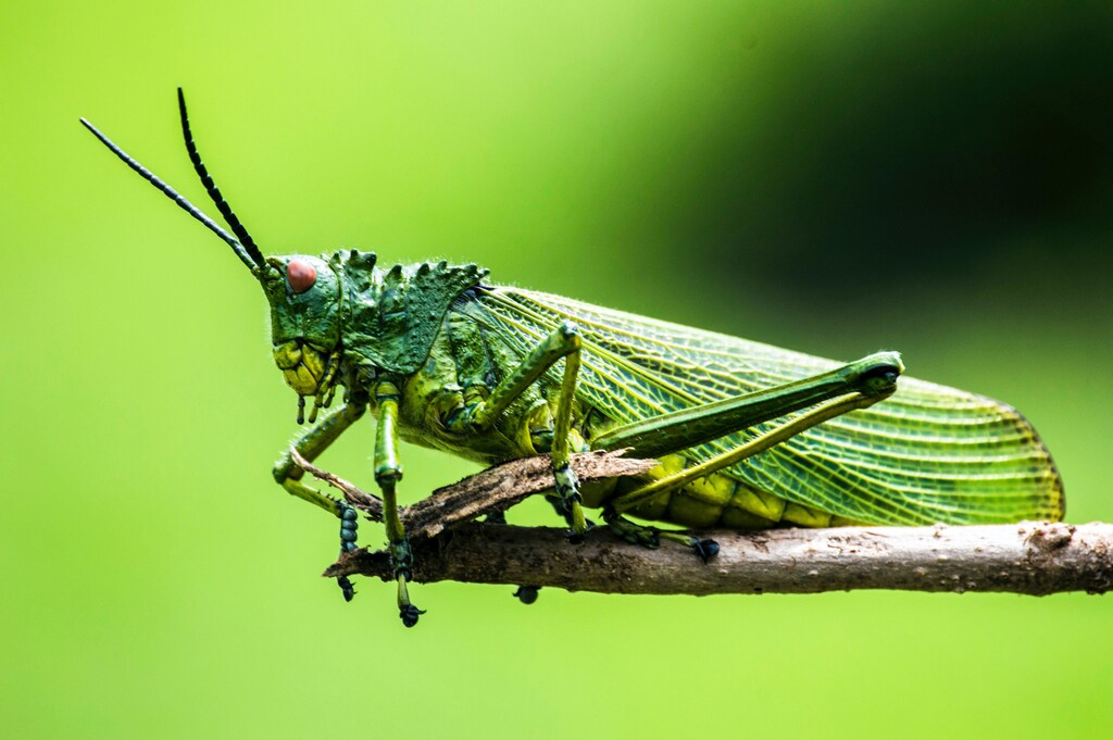 A close up of a grasshopper perched on a twig