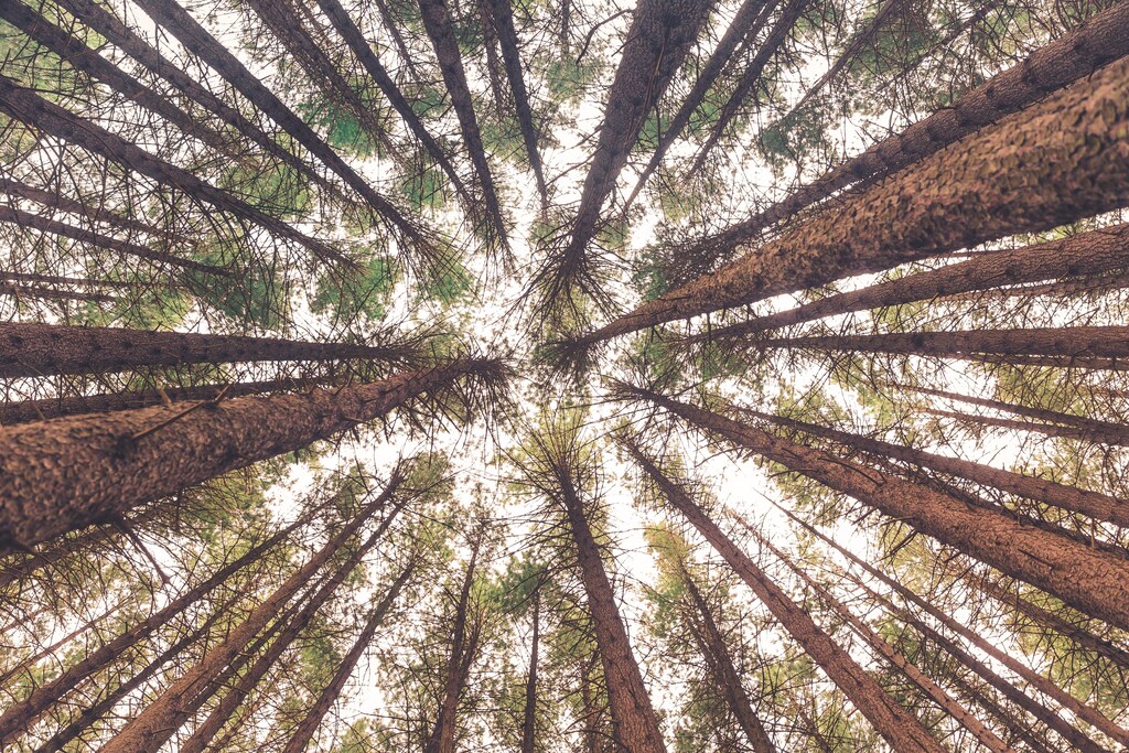 Looking up at tall trees