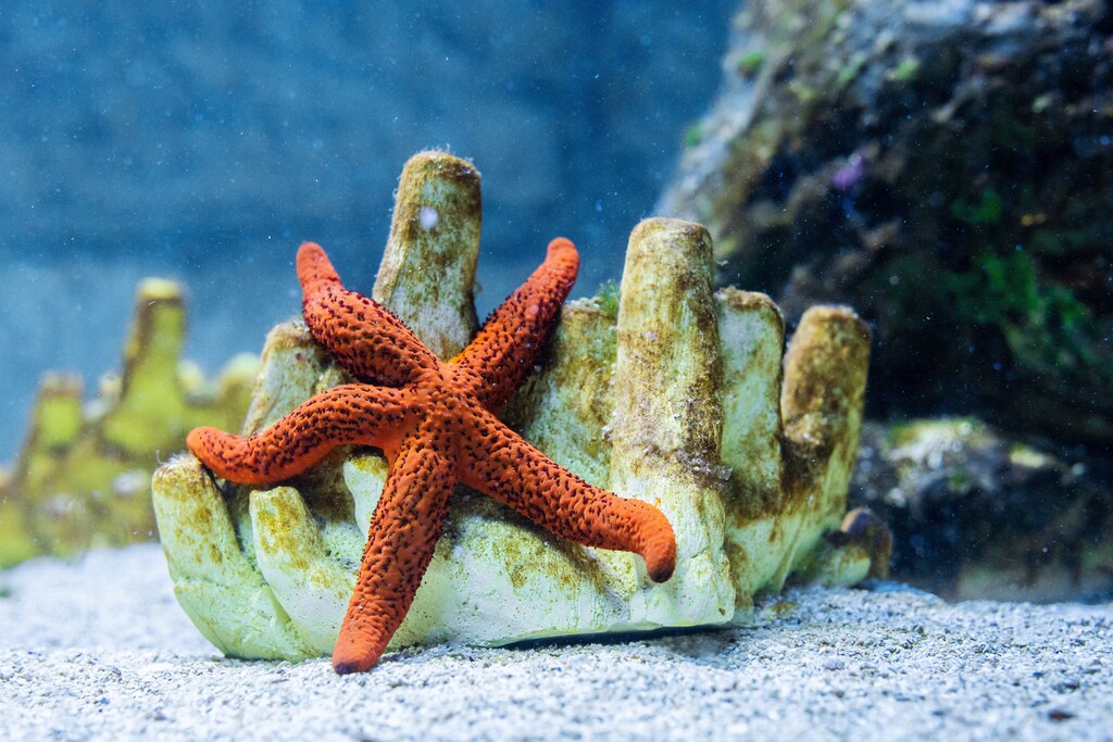 A starfish is seen at Aquarium Pula, Croatia, July 25, 2018. Housed in a more than 130-year-old fort in Croatia, Aquarium Pula boasts species from the Adriatic as well as tropical marine zones and freshwater habitats. From seahorses delicately entwining themselves in the seagrass to the other-worldly jelly fish drifting in the deep blue water, the aquarium is home to around 250 species in 100 pools and tanks and attracts some 125,000 visitors a year. Picture taken July 25, 2018. REUTERS/Antonio Bronic - RC1C6C1FD610