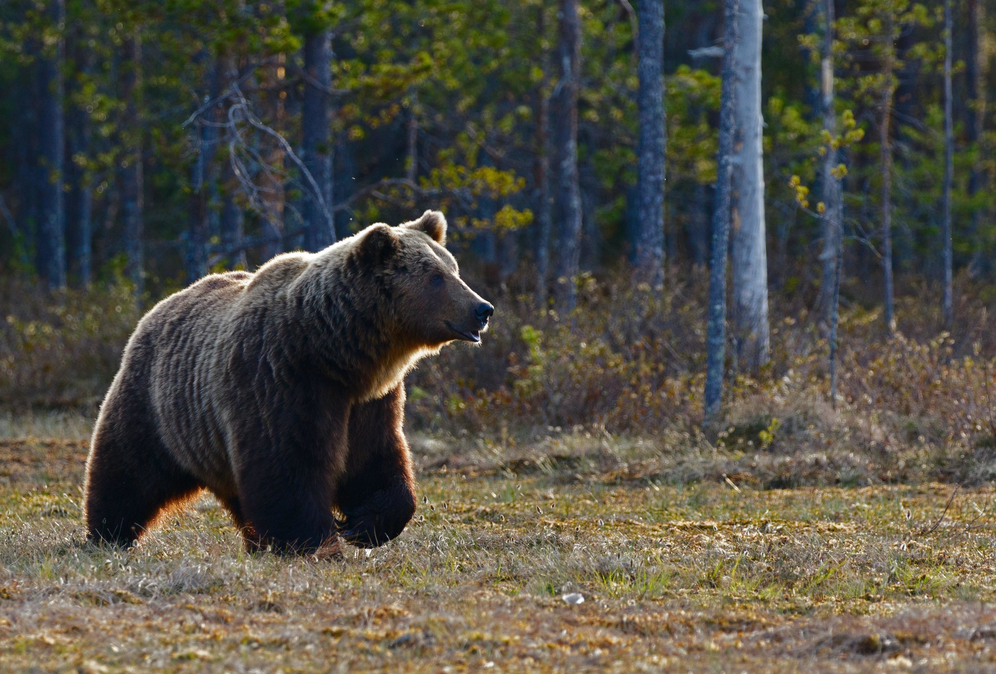 A brown bear