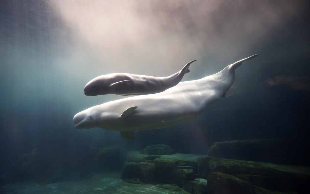 Aurora, a 20-year-old Beluga whale, swims with her newborn calf after giving birth at the Vancouver Aquarium in Vancouver, British Columbia June 7, 2009. Aurora was in labour for about three hours before delivering the calf. REUTERS/Andy Clark (CANADA SOCIETY ENVIRONMENT ANIMALS IMAGES OF THE DAY) - GM1E5680L3P01