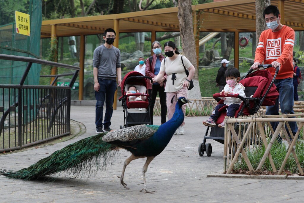 Los visitantes que llevan máscaras faciales se ven en el Zoológico de Wuhan en su primer día de reapertura tras el brote de la nueva enfermedad coronavirus (COVID-19), en Wuhan, provincia de Hubei, China, el 22 de abril de 2020.