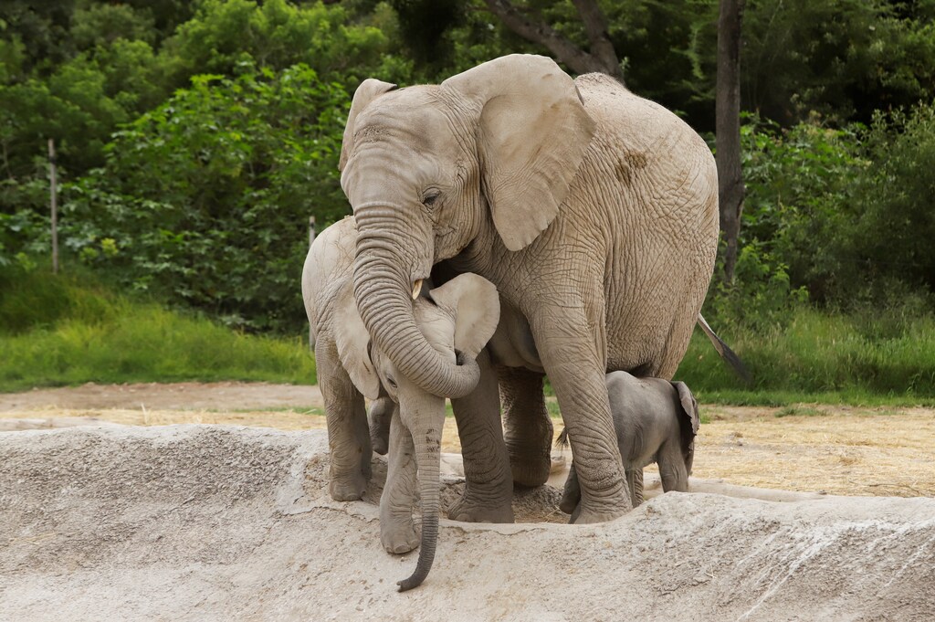 An African elephant calf, which was born at Africam Safari zoo as part of its breeding programme, is seen with its mother at their enclosure, in Valsequillo, Mexico August 12, 2020. REUTERS/Imelda Medina - RC2LCI9KF3GQ