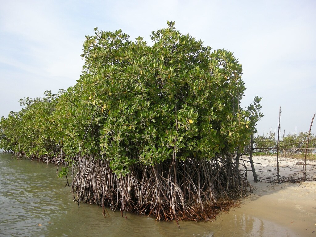 Magroves in Senegal