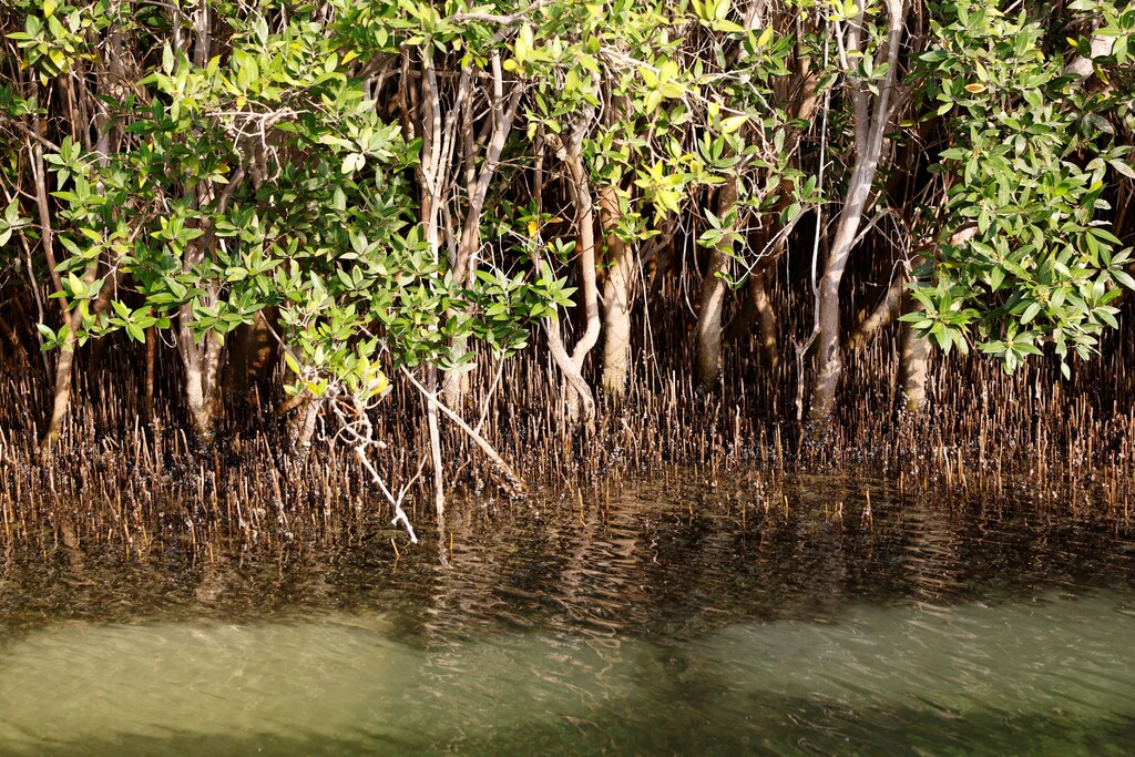 Mangroves are among our greatest assets in the fight against climate change, and so businesses seeking to maximize their social impact should consider investing in mangrove-related projects.