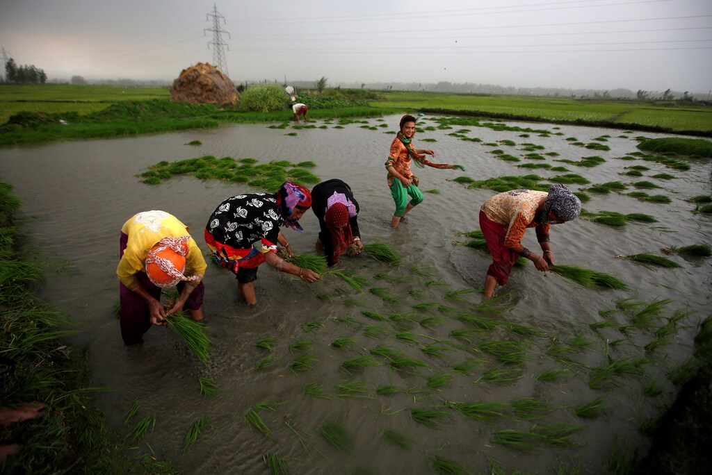 Farmers plant saplings in a rice field in Srinagar June 5, 2018.