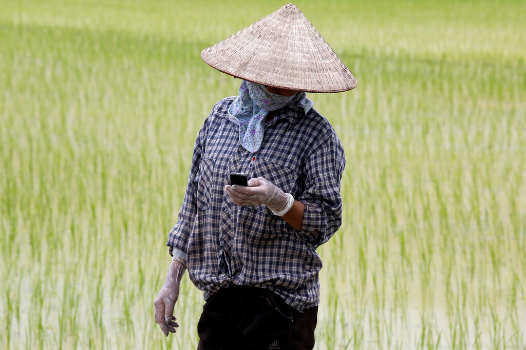 A farmer reads a message on a cell phone while working on a rice paddy field outside Hanoi, Vietnam July 3, 2017. REUTERS/Kham - RC1A378C5B00