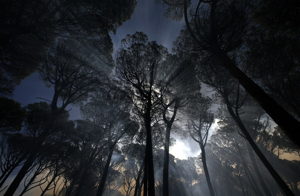 Trees are shrouded in smoke during a blaze on the slopes of Cape Town's Table Mountain, February 13, 2009.