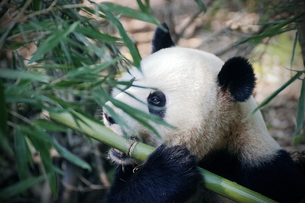 The natural world can help China get its ambitious climate targets over the line