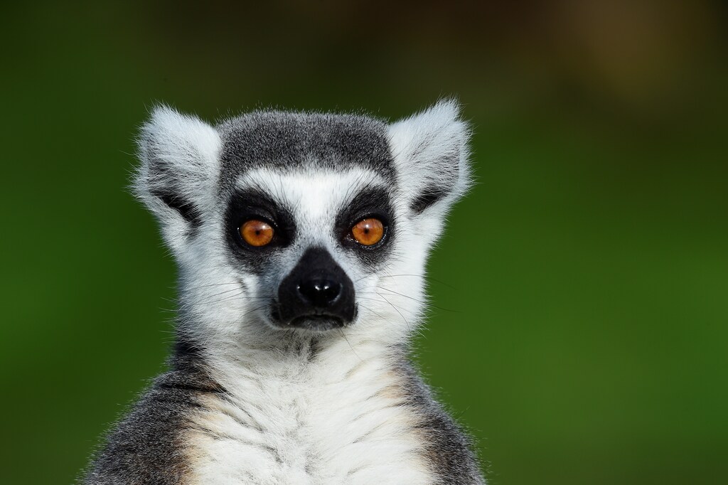 A ring-tailed Lemur sits in the sunshine at the Manor Wildlife Park, near Tenby, Pembrokeshire, Wales, Britain February 3, 2019. REUTERS/Rebecca Naden - RC132307E8D0