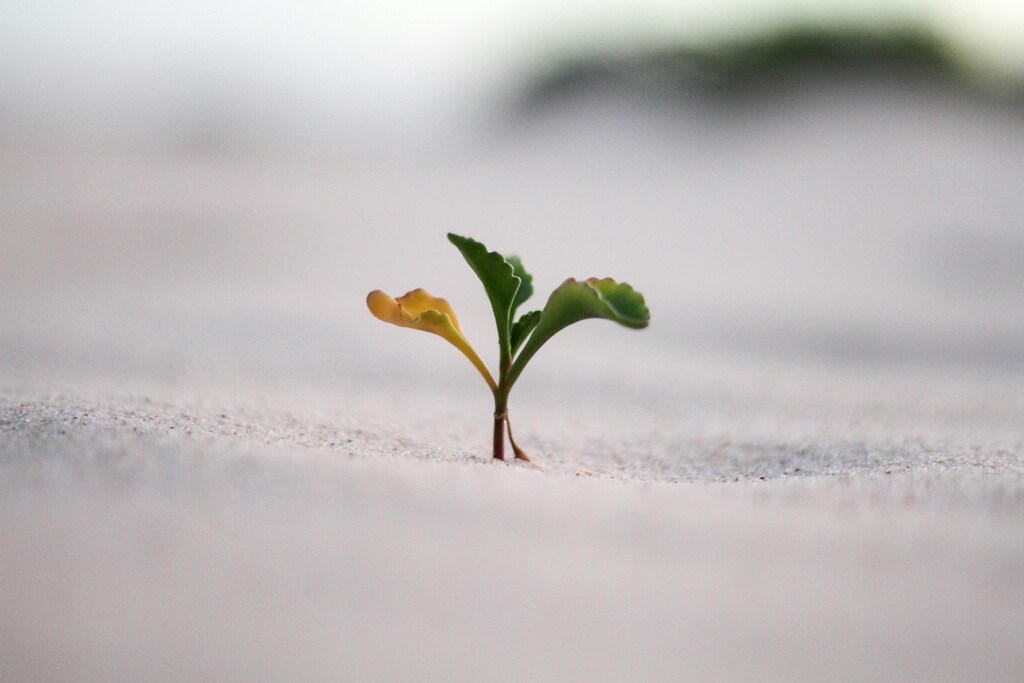 Plant growing out of the ground.