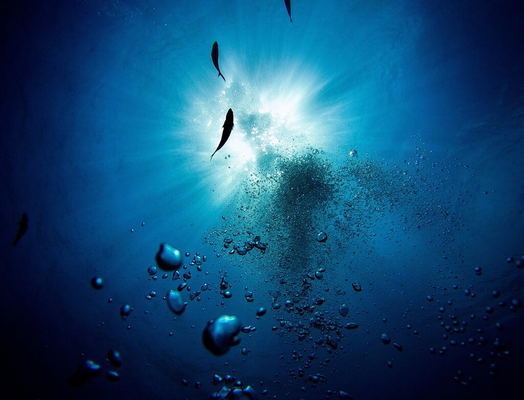 An underwater view of two fishes swimming