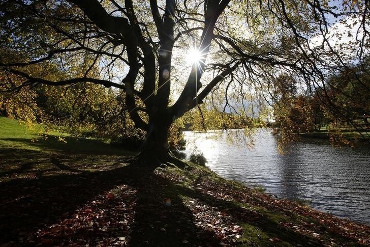 The autumn sun shines through a tree almost stripped of its leaves at Stourhead Gardens in Wiltshire, southern England November 3, 2013. REUTERS/Olivia Harris (BRITAIN - Tags: ENVIRONMENT)