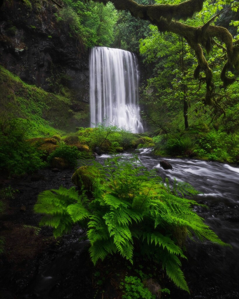 The temperate rainforest could be more endangered than the tropical rainforest.