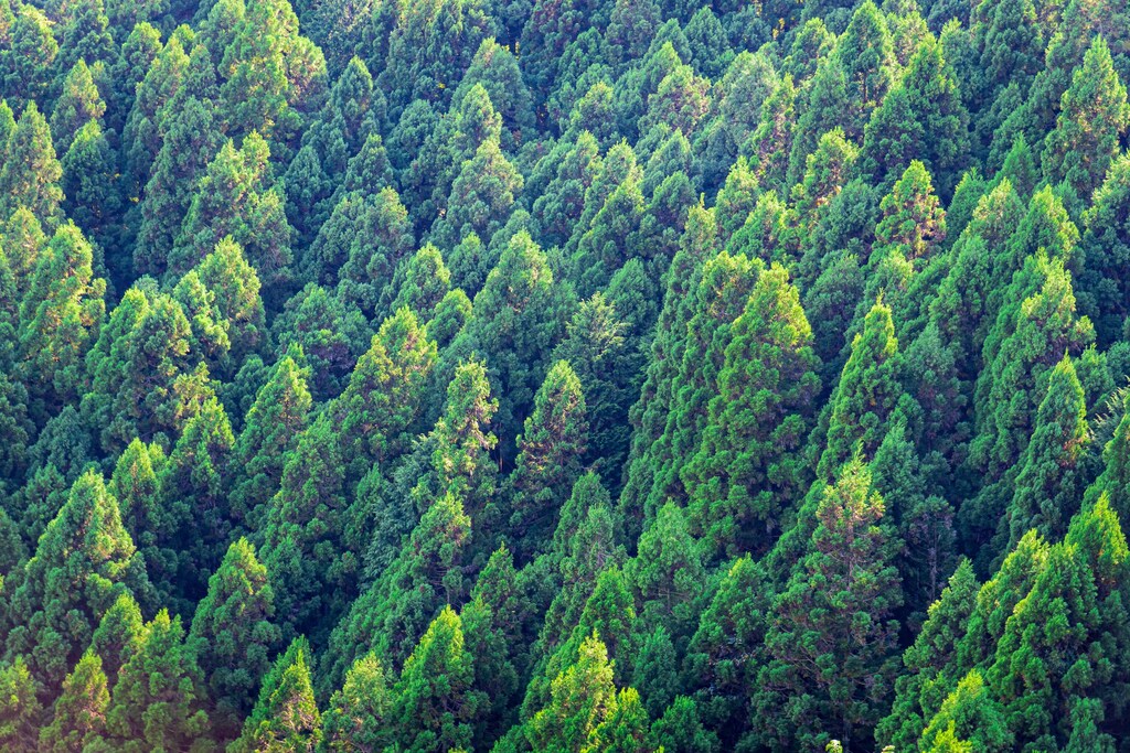 In Japan, seasonal allergies are no longer viewed as a minor health nuisance