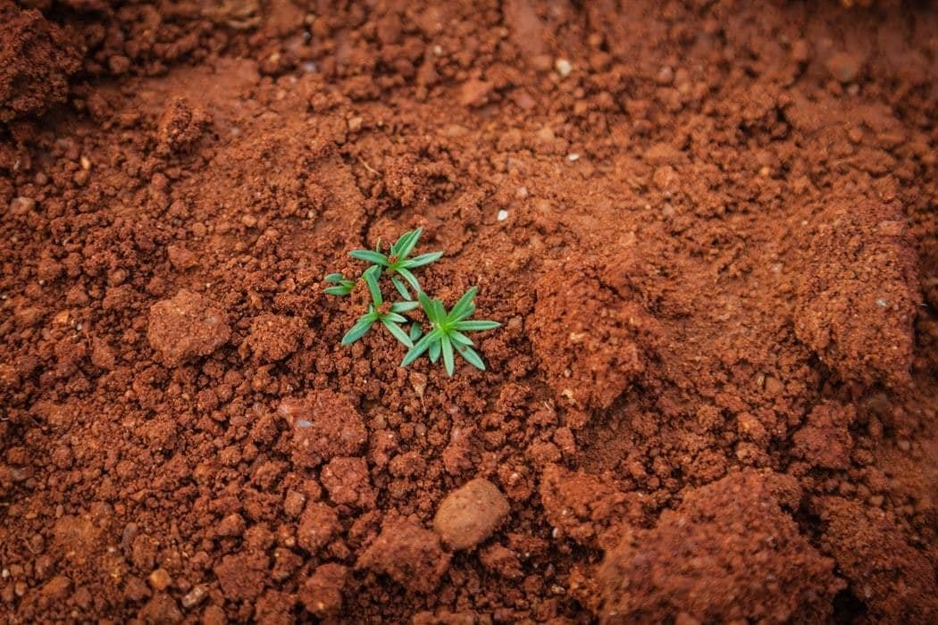 Soil with a singular plant growing. 