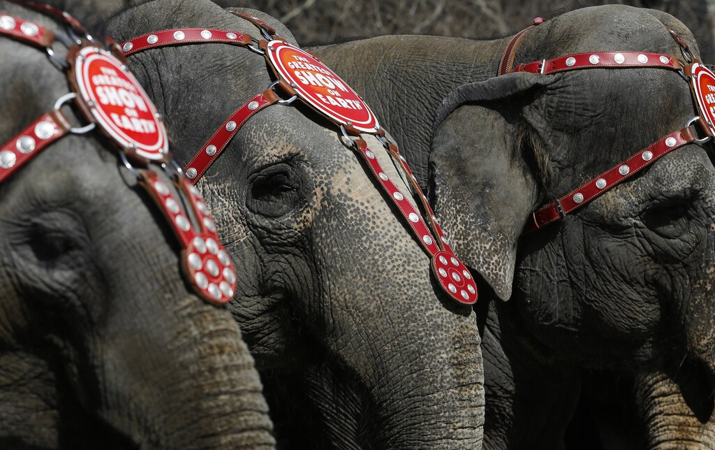 Elephants from the Ringling Bros. and Barnum & Bailey Circus line up for a photo under the Brooklyn Bridge in the Brooklyn Borough of New York, March 20, 2013. The circus will be performing in Brooklyn from March 20 till April 1. REUTERS/Brendan McDermid (UNITED STATES - Tags: ANIMALS SOCIETY) - GM1E93L064F01