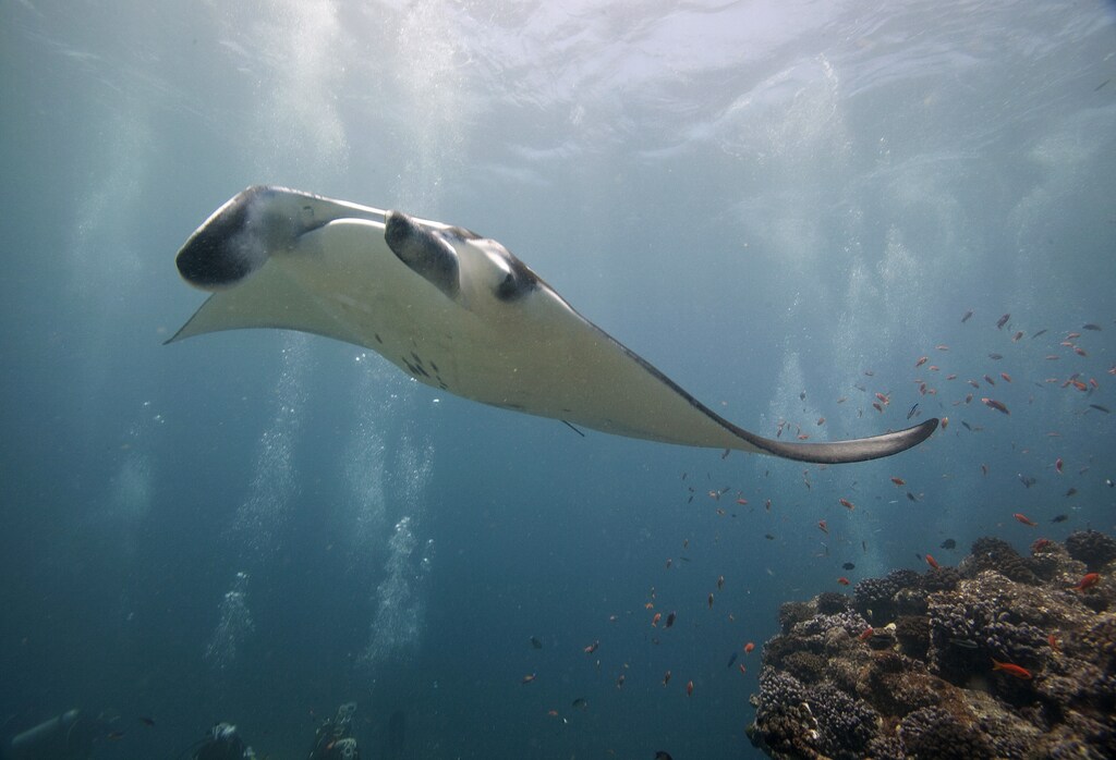 Scuba divers watch as a four meter giant manta ray visits a cleaning station just outside Hanifaru Bay of Maldives' remote Baa Atoll, August 11, 2011. Every year, hundreds of whale sharks and giant manta rays gather for their annual feeding frenzy of plankton in July and August, in the geologically unique Hanifaru Bay. For reasons of conservation, Maldives is likely to shut down Hanifaru Bay to divers, making this the last season divers can see this one-of-a-kind phenomenon. REUTERS/David Loh (MALDIVES - Tags: ANIMALS SOCIETY ENVIRONMENT) - RTR2PTYB