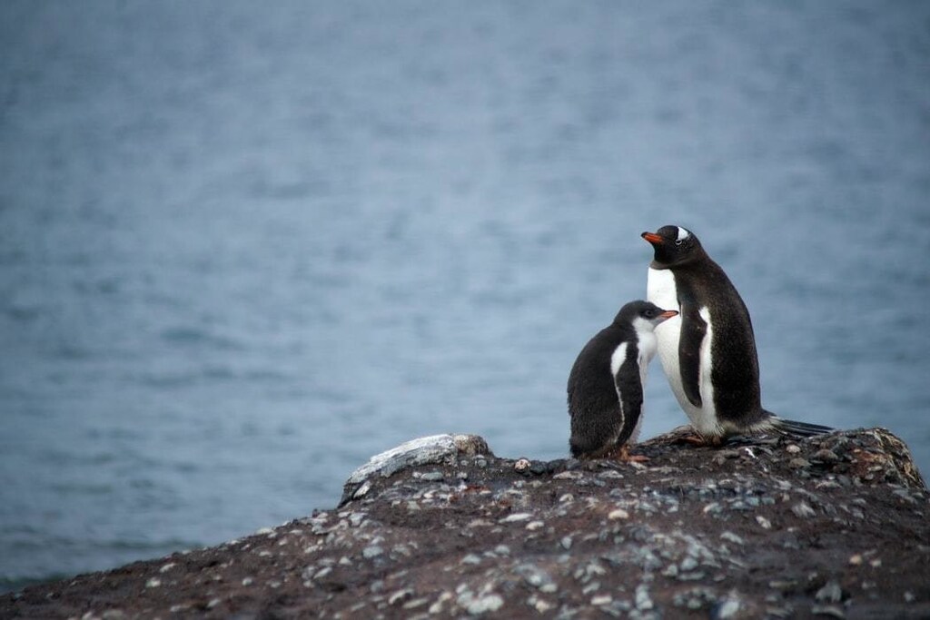 image of 2 penguins on a rock with no snow or ice in Antarctica