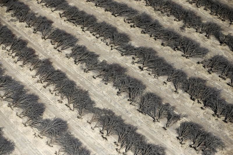 A field of dead almond trees is seen in Coalinga in the Central Valley, California, United States May 6, 2015. Almonds, a major component of farming in California, use up some 10 percent of the state's water reserves according to some estimates. California ranks as the top farm state by annual value of agricultural products, most of which are produced in the Central Valley, the vast, fertile region stretching 450 miles (720 km) north-sound from Redding to Bakersfield. California water regulators on Tuesday adopted the state's first rules for mandatory cutbacks in urban water use as the region's catastrophic drought enters its fourth year. Urban users will be hardest hit, even though they account for only 20 percent of state water consumption, while the state's massive agricultural sector, which the Public Policy Institute of California says uses 80 percent of human-related consumption, has been exempted. REUTERS/Lucy Nicholson - GF10000086660