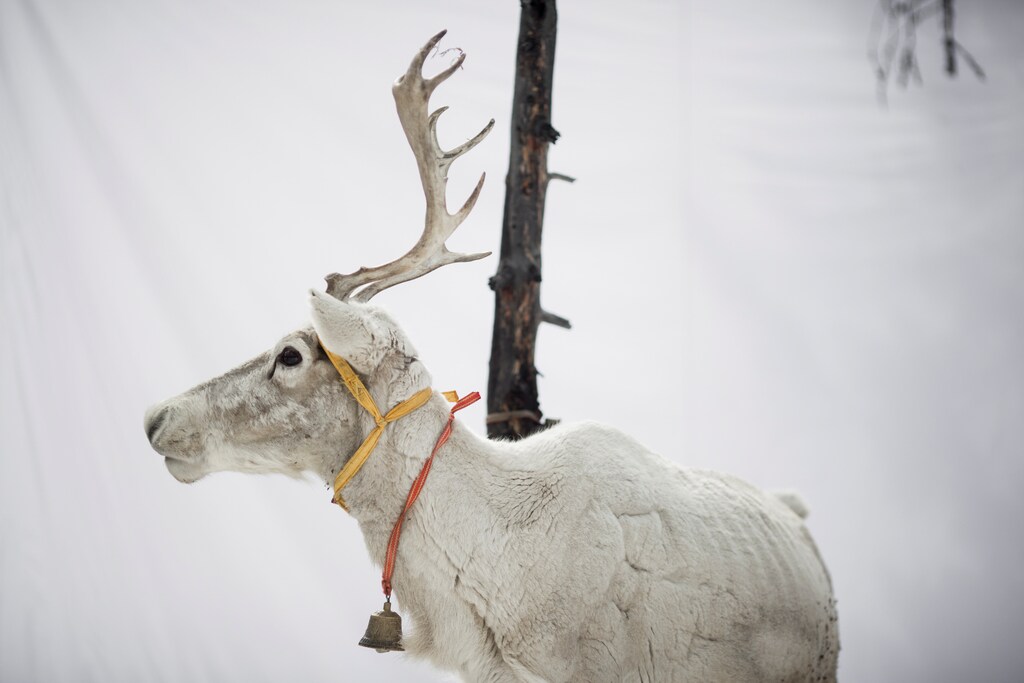 A reindeer of Dukha herder Erdenebat Chuluu stands in front of a white backdrop in a forest near the village of Tsagaannuur, Khovsgol aimag, Mongolia, April 21, 2018. Picture taken April 21, 2018. REUTERS/Thomas Peter - RC1190592200