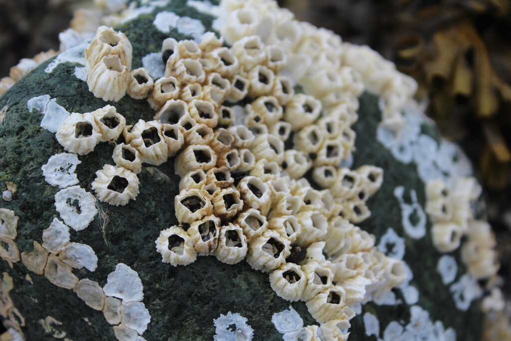 these barnacles inspired scientists to create a glue which can seal wounds
