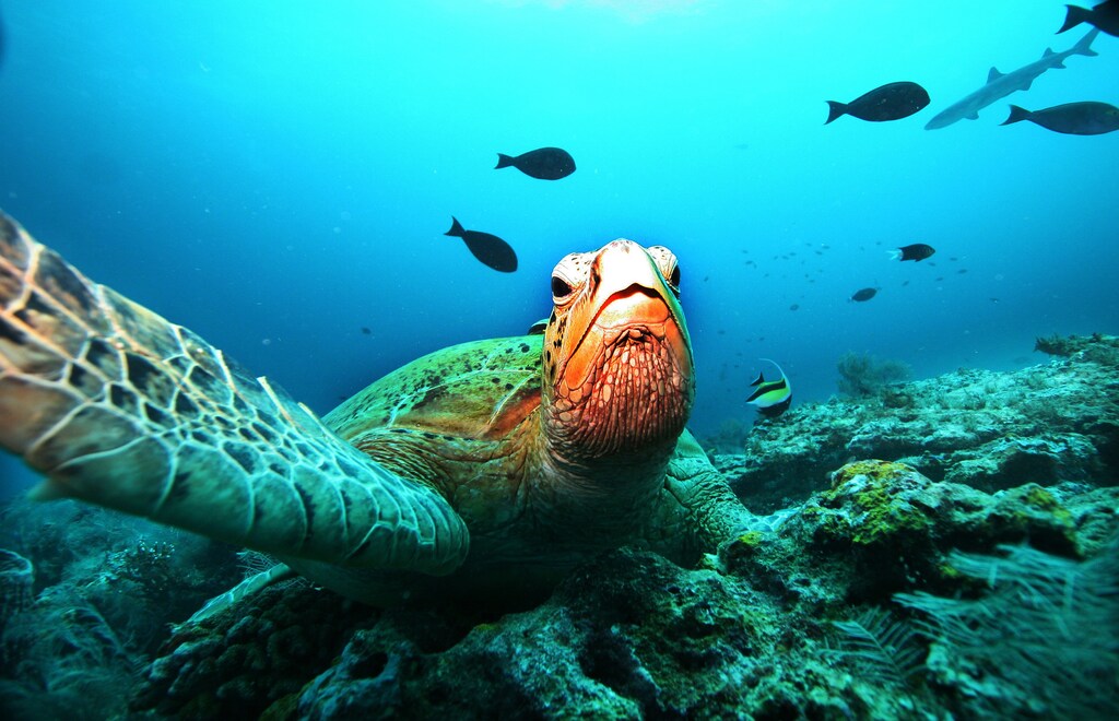 A giant green turtle rests on a coral reef at a diving site near the island of Sipadan in Celebes Sea east of Borneo November 7, 2005.REUTERS/Peter Andrews FOR BEST QUALITY IMAGE: ALSO SEE GM1E97J1P9I01 - RP2DSFHCYTAC