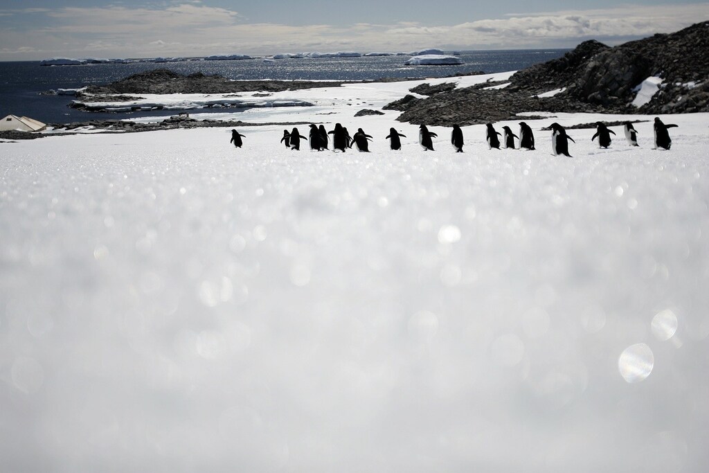 Adelie penguins walk along ice at Cape Denison, Commonwealth Bay, East Antarctica, in this picture taken December 31, 2009. Antarctica pact partners have set up a new protected geological site on the frozen continent to preserve rare minerals that could shine a spotlight on the region's history and evolution over millions of years. At a meeting in Brazil in May 2014, the signatories to the Antarctic Treaty designated the Larsemann Hills region of the continent as an Antarctic Specially Protected Area. Picture taken December 31, 2009. REUTERS/Pauline Askin (ANTARCTICA - Tags: ENVIRONMENT ANIMALS) - RTR3S9WX