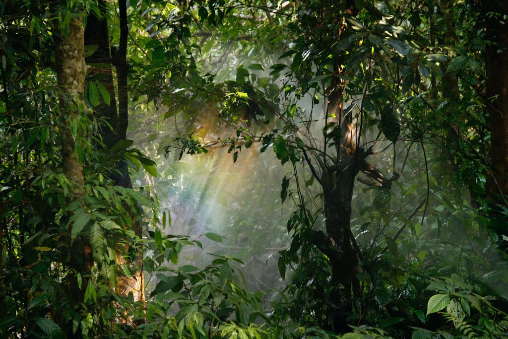 Communities in Africa are taking action to protect their forests.