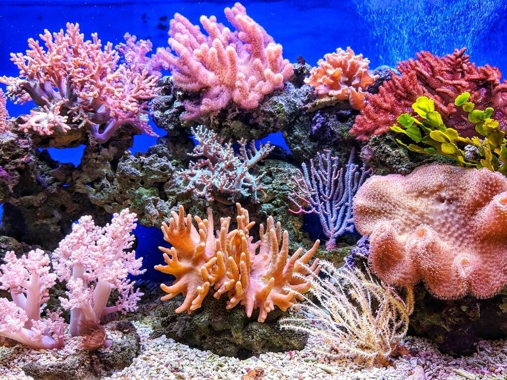 A brightly coloured coral reef