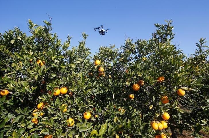 A surveillance drone equipped with a camera to prevent fruit theft flies over a field of orange trees in Algemesi, Spain, January 31, 2018. REUTERS/Heino Kalis