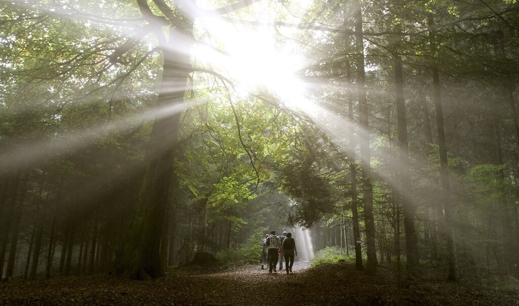 People walk through a forest during sunny autumn day on Mount Uetliberg in Zurich October 2, 2011.REUTERS/Arnd Wiegmann (SWITZERLAND - Tags: ENVIRONMENT) - BM2E7A2148201