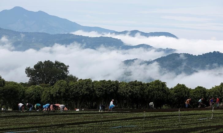 Farmers plant onions on a plantation in Llano Grande, Costa Rica August 24, 2017. REUTERS/Juan Carlos Ulate