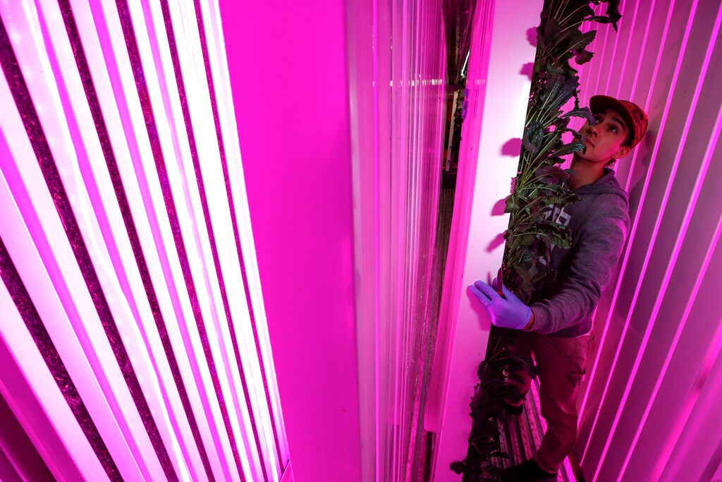 Farmer Erik Groszyk holds a rack of Tuscan Kale growing inside his hydroponic climate controlled farm, one of 10 repurposed 320-square-foot metal shipping containers where entrepreneur farmers enrolled in the "Square Roots" farming program are growing and selling a variety of greens in the parking lot of a former Pfizer factory in the Brooklyn Borough of New York City, U.S. on May 5, 2017. Picture taken May 5, 2017. REUTERS/Mike Segar - RTX396SX