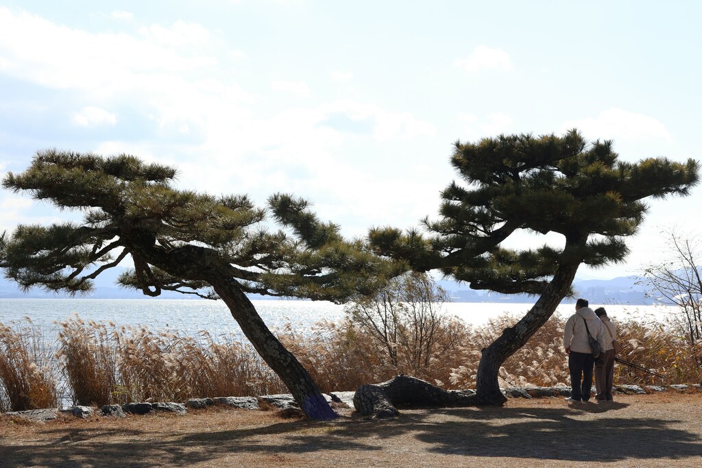 Two people stand under a tree looking out over Lake Biwa.
