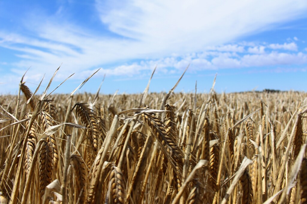 The crop is seen in a barley field at a farm near Moree, an inland town in New South Wales, Australia October 27, 2020. Picture taken October 27, 2020. REUTERS/Jonathan Barrett - RC2O4K9TK7R2