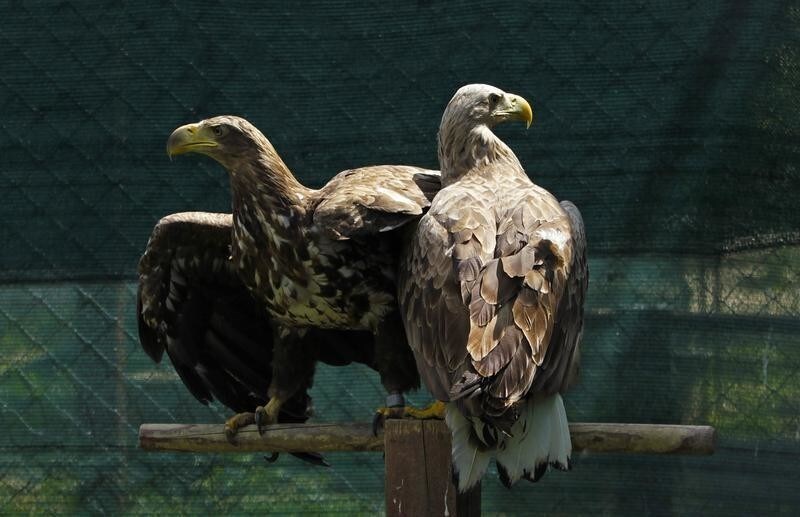 White tailed sea eagles rest in their enclosure at the AWAP Wildlife Sanctuary in Zapresic May 3, 2012. The sanctuary, which is near Zagreb, has been struggling for a decade to get by with meager government funding. All its workers are unpaid volunteers, who nurse wounded animals back to health. Picture taken May 3, 2012. REUTERS/Antonio Bronic (CROATIA - Tags: ANIMALS SOCIETY) - GM1E8541DHB01