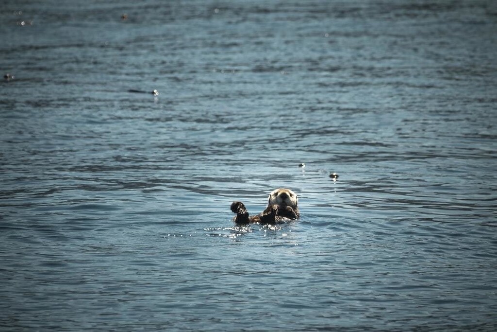 image of a sea otter