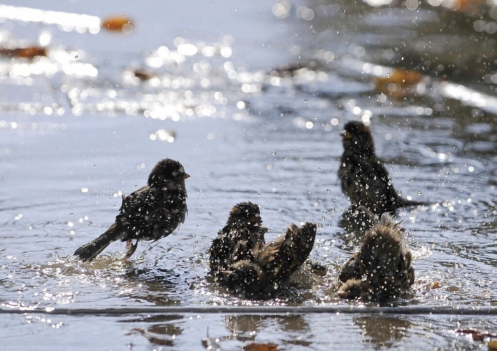 Sparrows cool down in a pond during unusually warm weather as temperatures reached 25 degrees Celsius (77 degrees Fahrenheit) in Skopje October 25, 2013.