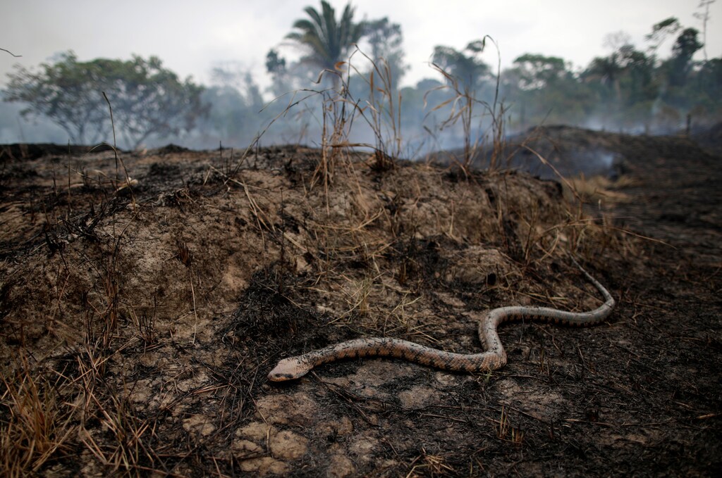 A snake is seen while a tract of the Amazon jungle burns as it is cleared by loggers and farmers in Porto Velho, Brazil August 24, 2019. REUTERS/Ueslei Marcelino - RC1D9D219F30