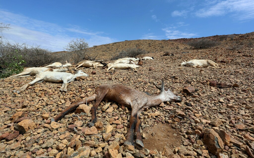 Carcasses of goats are seen near Jidhi town of Awdal region, Somaliland April 10, 2016. Across the Horn of Africa, millions have been hit by the severe El Nino-related drought. In Somaliland and its neighbouring, also semi-autonomous, Puntland region, 1.7 million people are in need of aid, according to the United Nations. In Somaliland itself, the most affected areas include the northwest Awdal region bordering Ethiopia. REUTERS/Feisal Omar SEARCH "DROUGHT SURVIVAL" FOR THIS STORY. SEARCH "THE WIDER IMAGE" FOR ALL STORIES - GF10000397809