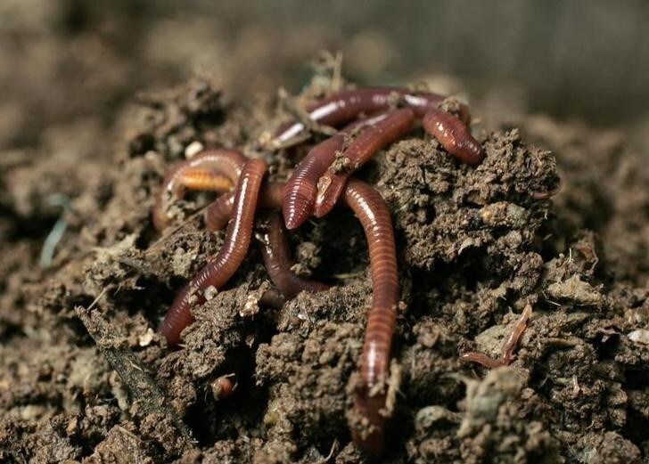 Earthworms consume and convert organic material into fertilizer in a process called vermiculture run by Australia's Sunburst Biotechnologies in Hong Kong October 23, 2007. Earthworms are known as nature's recycling wizards and now the territory has recruited 80 million of them to help manage its waste. Hong Kong is one of the world's most densely populated cities and environmental pollution--from industrial waste to poor air quality--is a serious concern. REUTERS/Bobby Yip (CHINA)