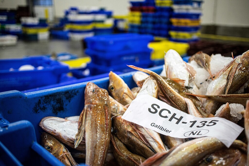 Costa Rica prioritizes rural industries in its bioeconomy goals including agriculture, fisheries and forestry.