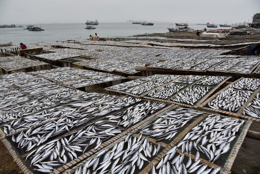 Fish are seen being dried at a shoreside in Shenzhen, Guangdong Province, China, April 21, 2016. REUTERS/Stringer ATTENTION EDITORS - THIS PICTURE WAS PROVIDED BY A THIRD PARTY. THIS PICTURE IS DISTRIBUTED EXACTLY AS RECEIVED BY REUTERS, AS A SERVICE TO CLIENTS. CHINA OUT. NO COMMERCIAL OR EDITORIAL SALES IN CHINA. - GF10000391890