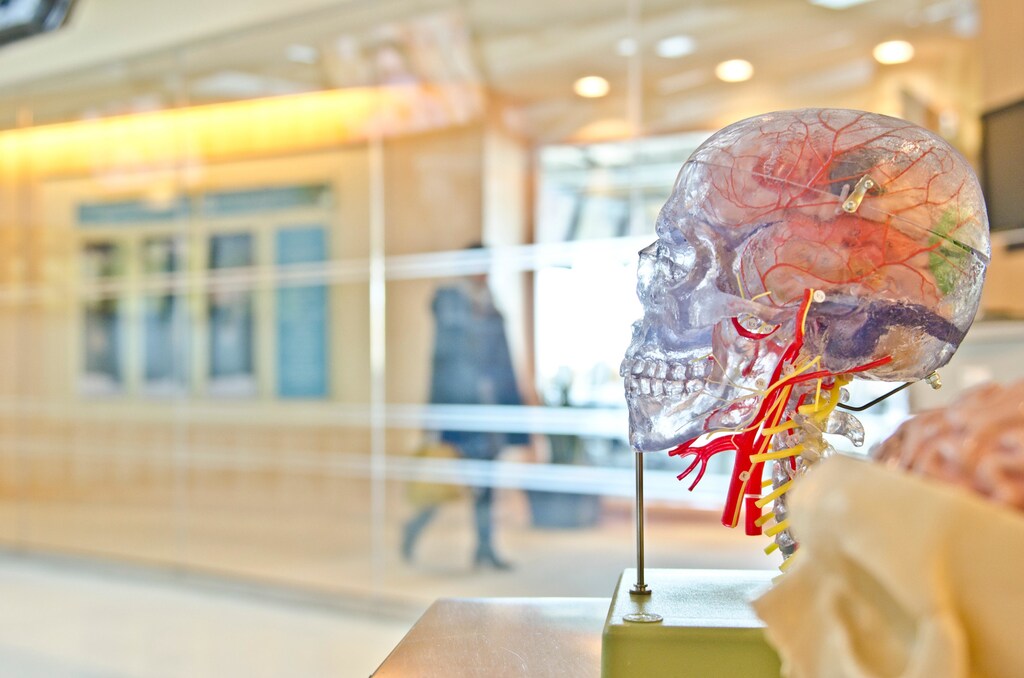 Artificial human skull and brain.