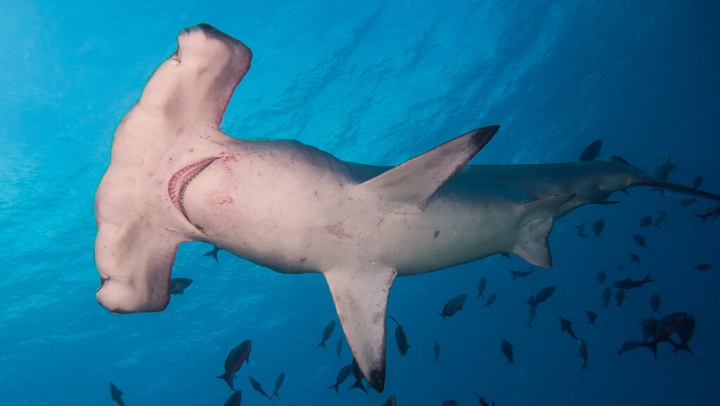 A scalloped hammerhead in a Marine Protected Area of Costa Rica.