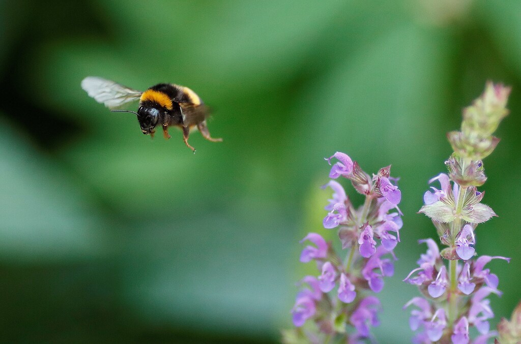 Tennis - Wimbledon - All England Lawn Tennis and Croquet Club, London, Britain - July 6, 2018 A bee during the third round REUTERS/Andrew Boyers - RC1416DDAA50